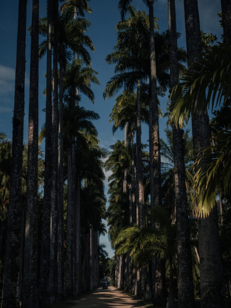 A row of towering royal palm trees lining a dirt path at Jardim Botânico do Rio de Janeiro, photographed in soft, filtered light with a cinematic feel.