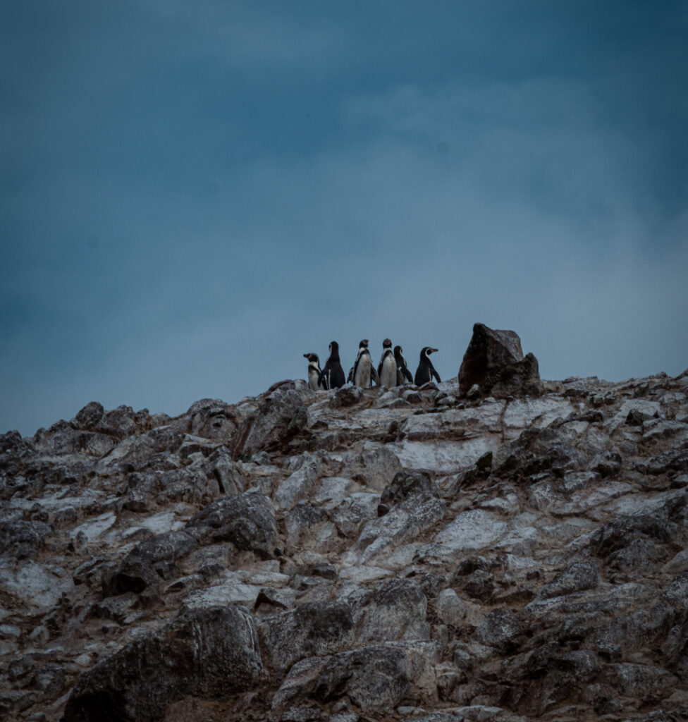 A group of Humboldt penguins perched on a rocky cliff against a moody, cloudy sky on the Islas Ballestas in Paracas Peru.