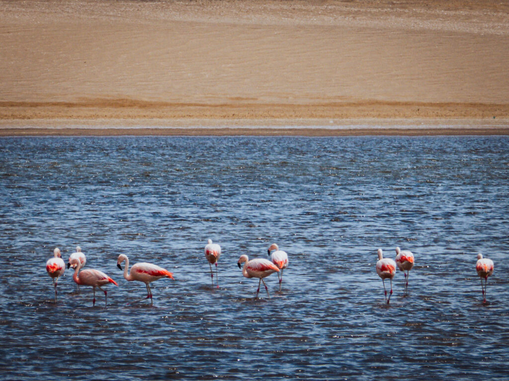 A group of flamingos with vibrant pink wings wading in the blue water of a salt lake in La Reserva Nacional de Paracas, Peru. The background shows a sandy, beige shoreline.
