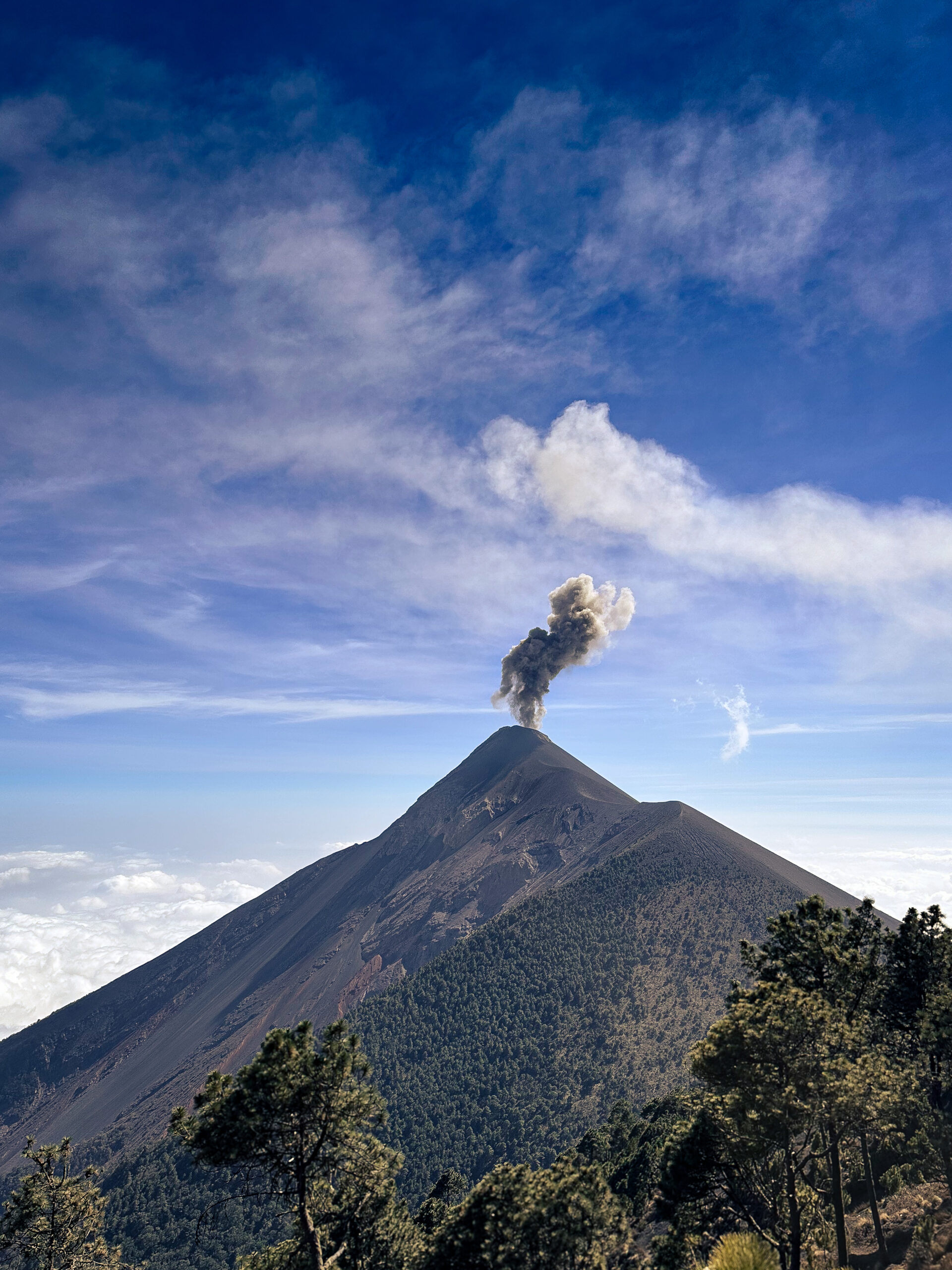 Volcán de Fuego erupting on a clear morning, with pine trees in the foreground.